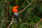 Peru Male cock-of-the-rock bird in Amazon jungle Art Print